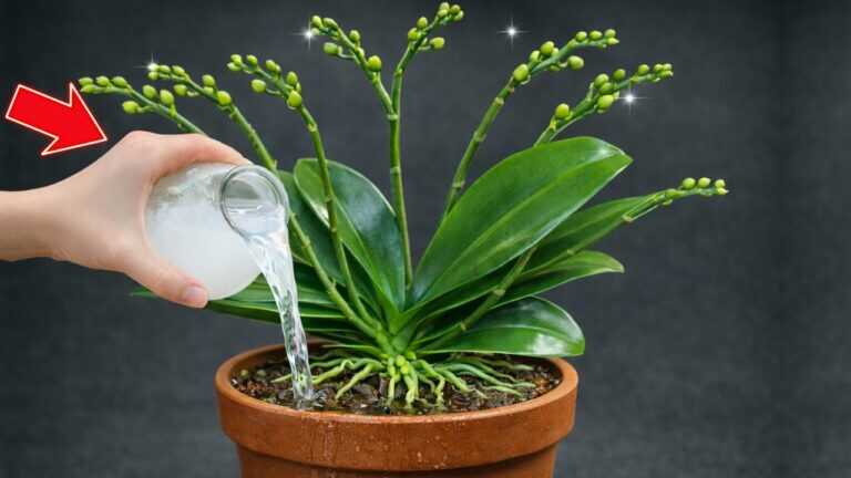 Just Sprinkle This on Top! Orchids with No Flowers Suddenly Bloom