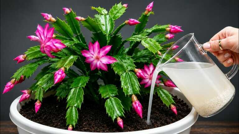 It’s Magical. Just 1 Glass Makes Any Plant Bloom Like Crazy!