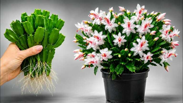 Unbelievable! Toilet Paper Made Christmas Cactus Cuttings Root and Bloom Like Crazy!