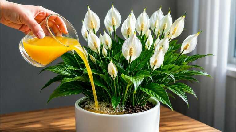 Just One Cup a Week! Make Your Peace Lily Bloom 3 Times a Year
