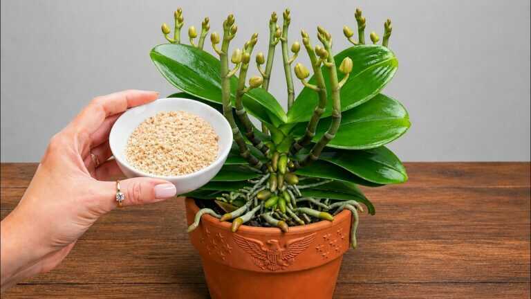 Just Sprinkle This on Your Orchids! New Flower Spikes Grow Fast and Bloom All Year