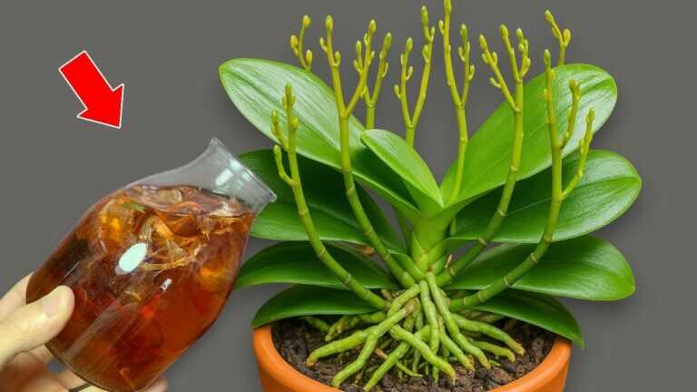 For 1 Cup per week! Orchids create new roots and flowers immediately