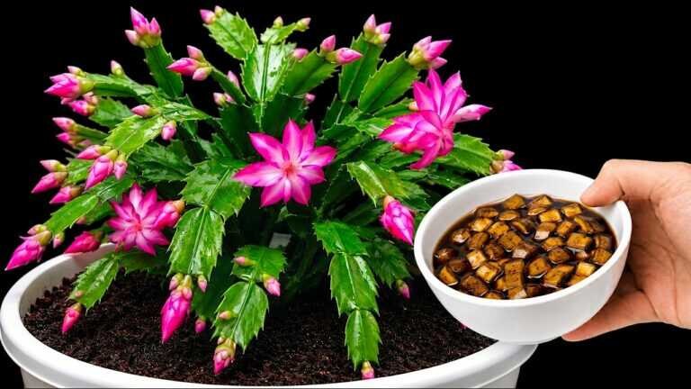 1 Cup a Week! Hundreds Of Flowers Bloom All Year Long Without Fading.