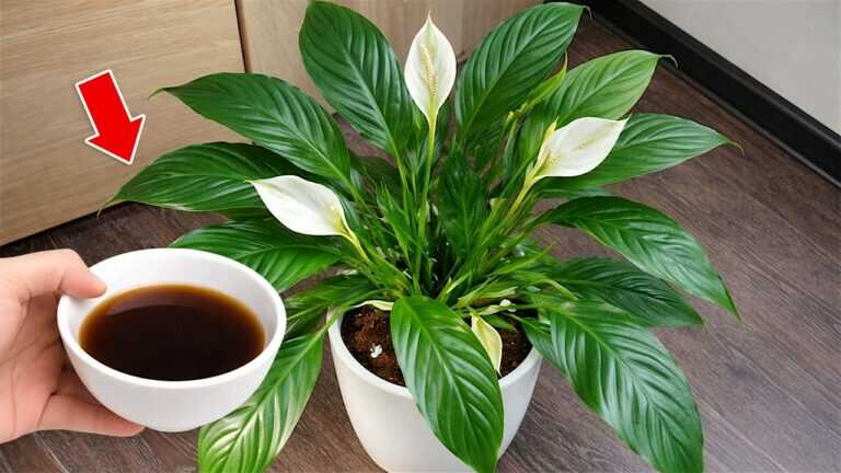 Just sprinkle on top! And the anthurium blooms all year round without stopping