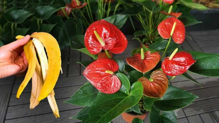 Just Need 1 Fruit! Any Anthurium tree is full of flowers|Wonder Garden