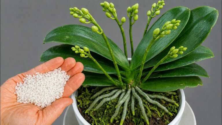 Just 1 Spoonful! Orchids Explode with Roots and Flowers!