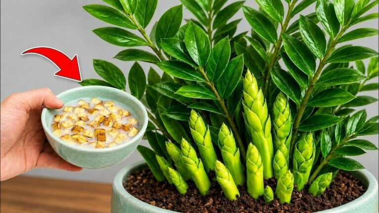 Is your ZZ plant refusing to grow? Add THIS and watch it explode with new shoots!