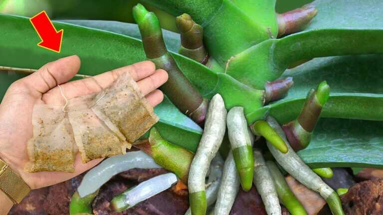 Coloque-o sob a orquídea! Ela imediatamente florescerá muitas novas flores o ano todo