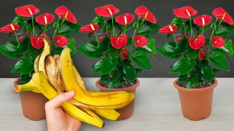 Com o uso mágico de cascas de banana, seu antúrio florescerá brilhantemente o ano todo