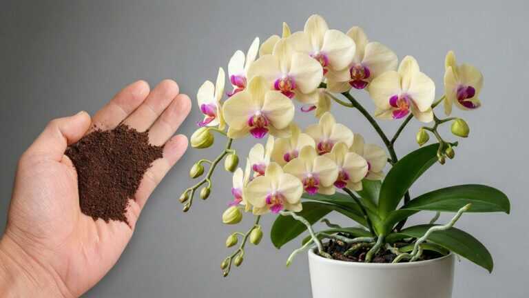 Polvilhe sob sua orquídea! De repente, 100 raízes aparecerão e ela florescerá o ano todo.