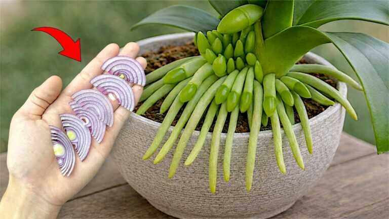 Solo una sottile fettina ogni settimana! Subito, la tua orchidea produrrà il 500% in più di steli floreali.