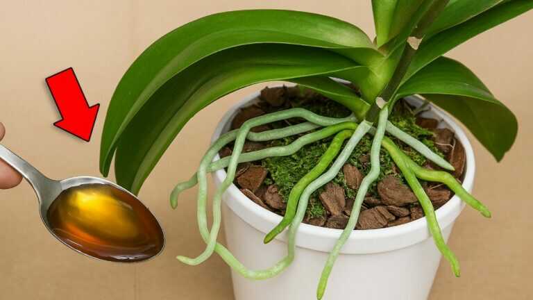 For 1 spoon! The Weakest Orchid Immediately Becomes as Strong as a Buffalo