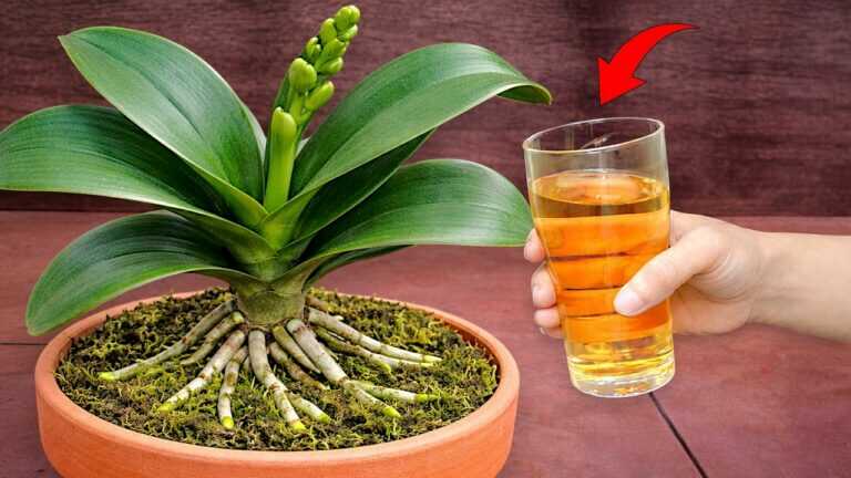 Use This Water To Help Orchids Have More Flowers And Healthy Roots
