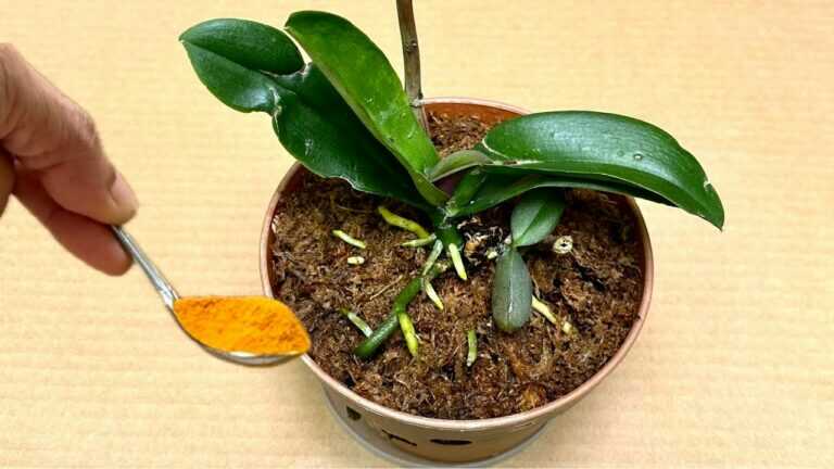 Just Scatter a Little! The Newly Grown Orchid Blooms Year-Round
