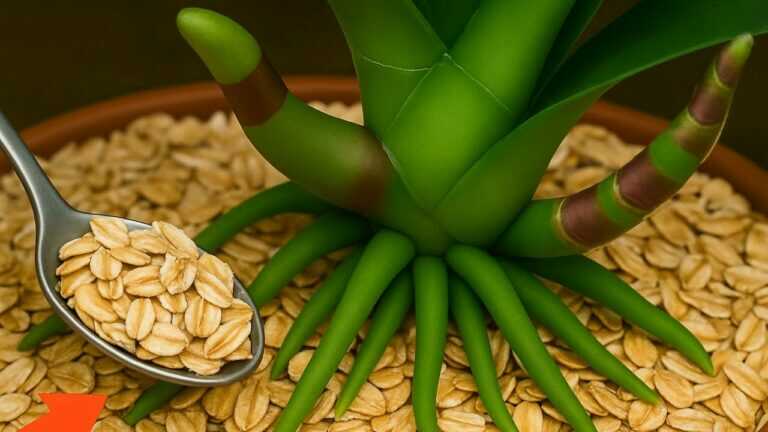 Cospargilo e all’improvviso le radici delle orchidee germoglieranno al 200% e fioriranno magnificamente
