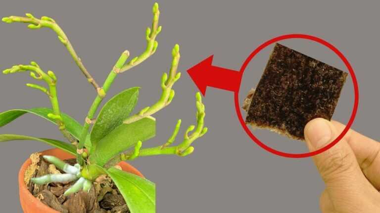 How to Make Your Entire Orchid Garden Explode in Bloom!