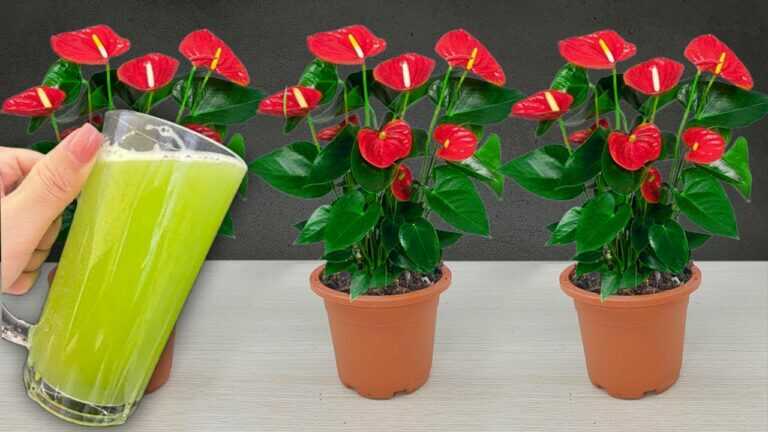 Basta 1 tazza, usala una volta, i fiori fioriscono tutto l’anno