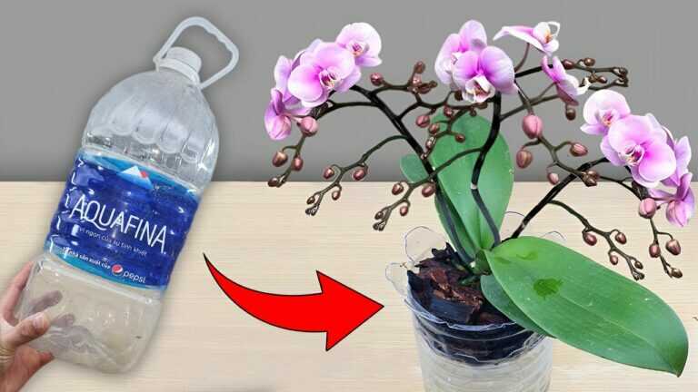 Coltivando le orchidee in questo modo, le orchidee attecchiscono immediatamente e fioriscono tutto l’anno