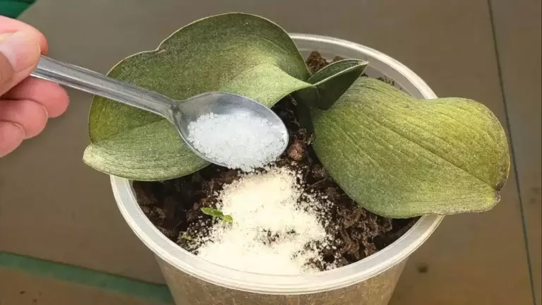 How to Revive a Wilting Orchid: 5 Simple Ways to Bring Your Plant Back to Life