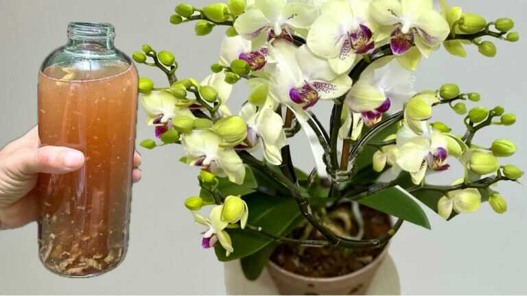 1 Bottle a Week! Suddenly the orchid put out roots and flowers year-round