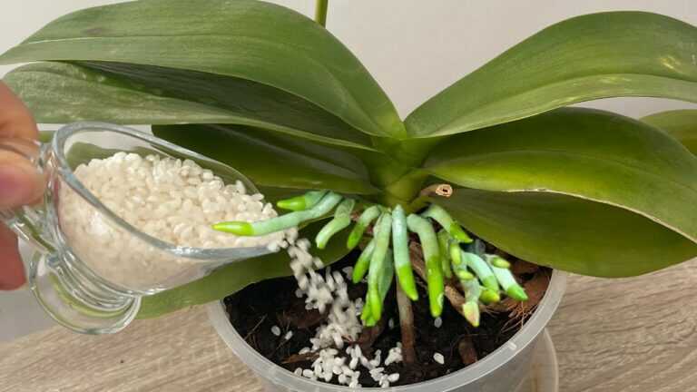 Dejte jen 1 šálek! Orchidej bez květů náhle výhonila a neuvěřitelně bohatě vykvetla