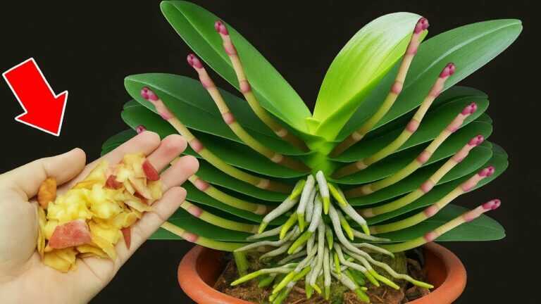 Basta borrifar uma vez! Até a orquídea mais fraca vai desenvolver 1001 raízes e ramos florais!