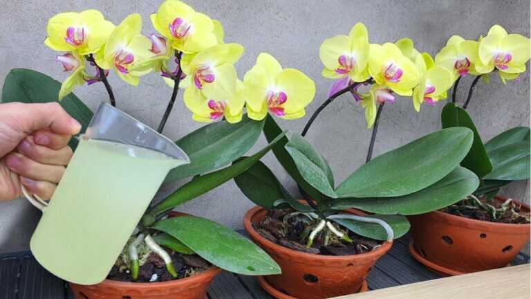 Versare solo una volta! L’orchidea più debole diventa immediatamente forte e fiorisce tutto l’anno