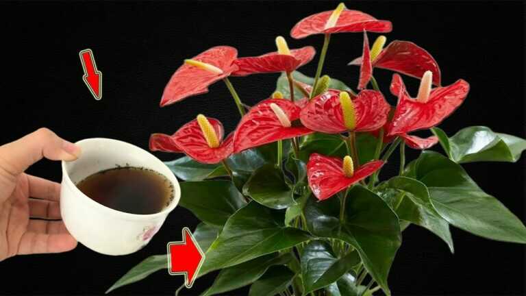 I Poured 1 Cup! Suddenly Anthuriums Buds and Blooms All Year Long
