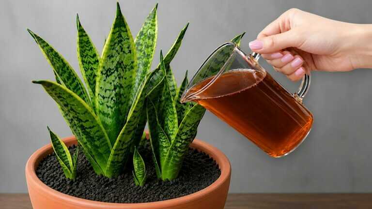 🌸AMAZING! Makes Any Houseplant Grow Twice as Fast!