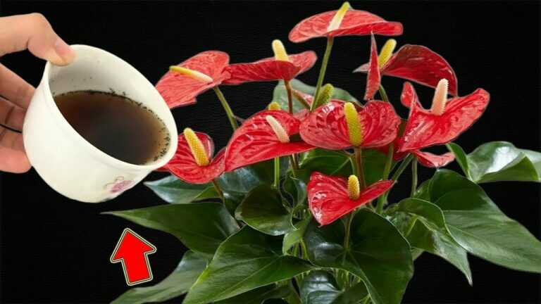 1 filiżanka tygodniowo! Nagle Anthurium kwitnie 600% więcej