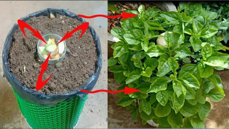 How to grow spinach in a new style at home