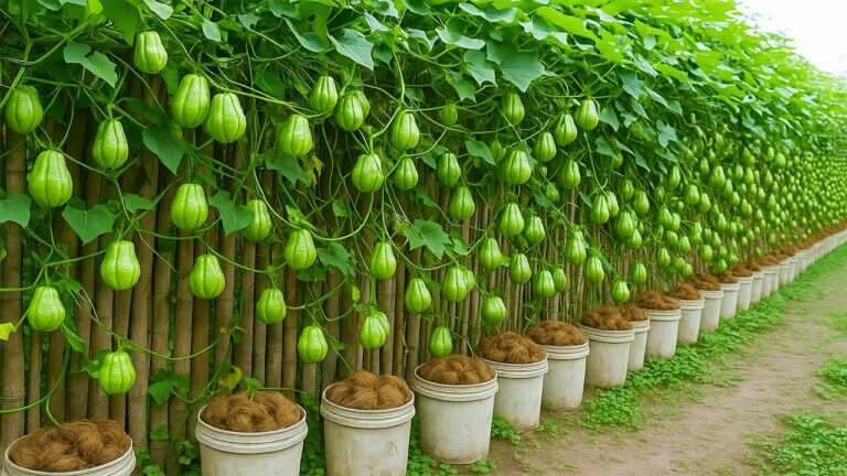 Vous ne jetterez plus jamais de noix de coco séchées après avoir vu cette incroyable idée pour cultiver la chayote !