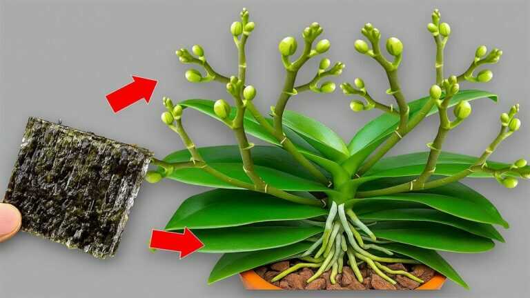 Você ficará maravilhado porque isso faz todo o jardim de orquídeas explodir de forma extraordinária