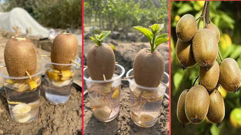 Comment faire pousser des fruits de kiwi avec des hormones organiques de banane | façon la plus simple de faire pousser des arbres à kiwi |