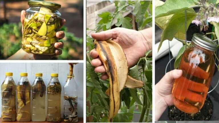 Smetti di buttare via le bucce di banana! Trasformale in oro liquido per le tue piante