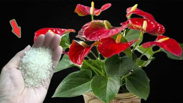 Polvilhe um pouco nas raízes para fazer as flores florescerem o ano todo