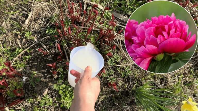 Dissous et arrose les pivoines au début du printemps. Les boutons seront 2x plus nombreux