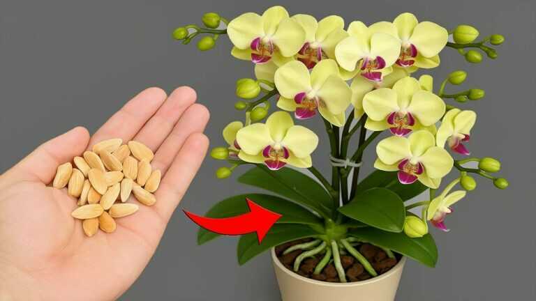 Knowing this secret! Both roots and Orchids Bloom all year round