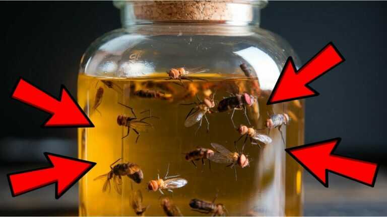 Dì addio alle mosche per sempre con questa trappola all’aceto in due minuti!