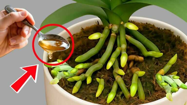 Tajemny składnik odżywczy, który sprawia, że storczyki kwitną nieprzerwanie przez 12 miesięcy!