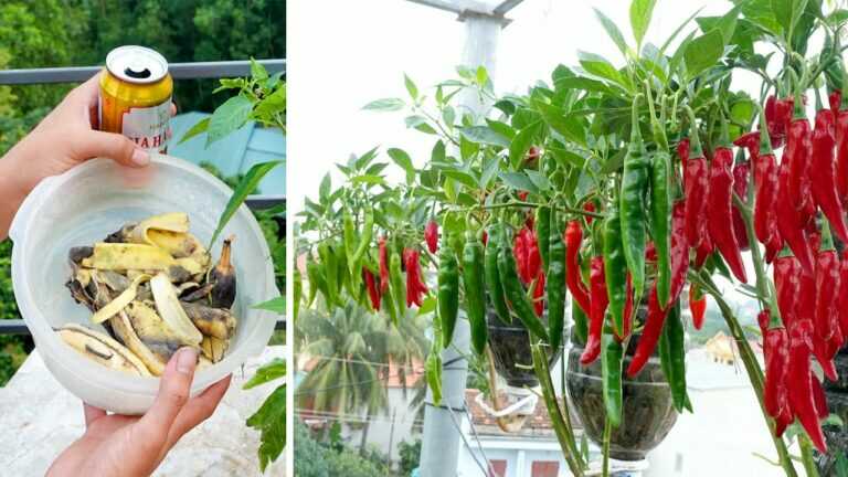 Conseils pour cultiver du piment dans des bouteilles en plastique avec de nombreux fruits et pour une récolte toute l’année