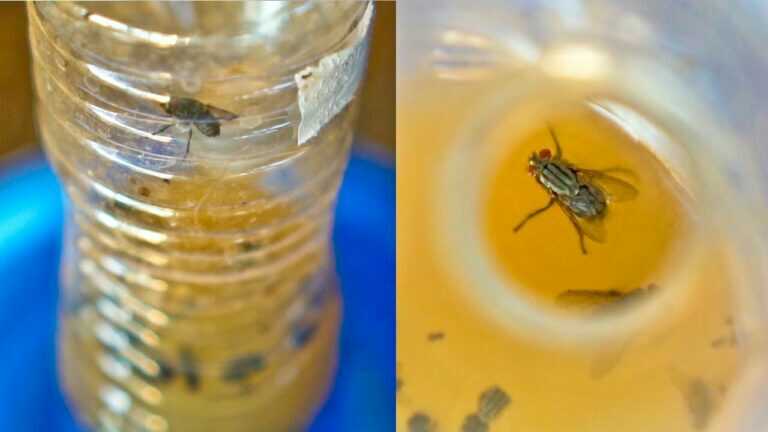 DIY-Fliegenfalle, um Fliegen und Obstfliege loszuwerden