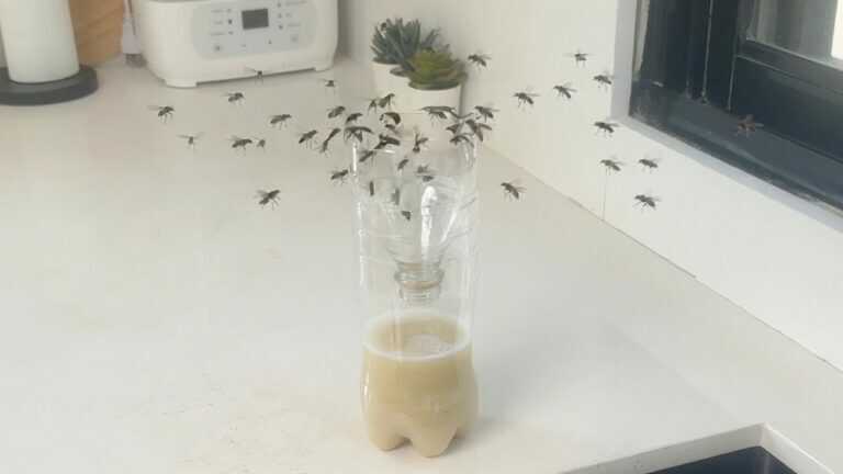 Le mosche domestiche e i moscerini della frutta non possono resistere a questa trappola! Come eliminare rapidamente le mosche!