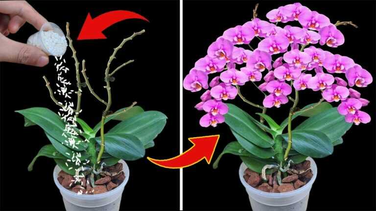 With just 1 small cup, withered orchid branches continue to bloom all year round