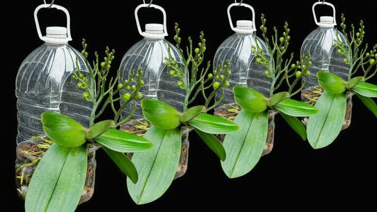 Non aver paura che l’orchidea muoia, coltivandola in una bottiglia di plastica avrà molti nuovi fiori