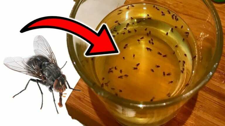 Wie man Hausfliegen zu Hause auf natürliche Weise loswird (10 wirksame Lösungen)