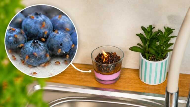 Mische Kaffee und Gewürze zu selbstgemachtem Räucherwerk, um Fruchtfliegen 30 Tage lang fernzuhalten