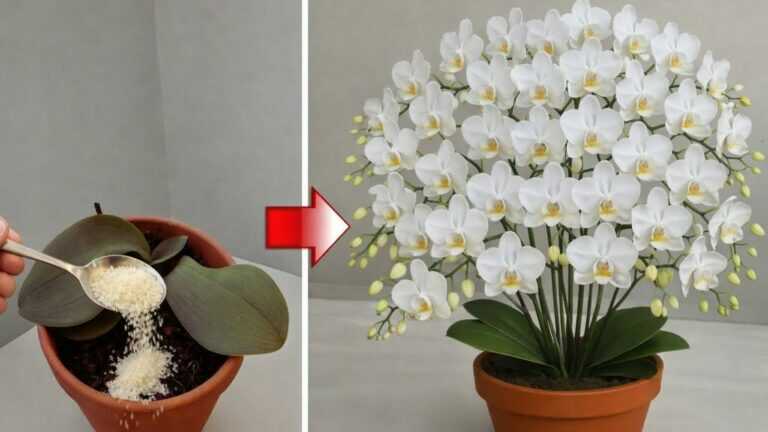 Bu orchide 4 let nerostla, dokud to neudělala! Najednou ožila!