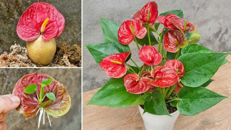 Método de propagação de antúrio a partir de flores usando batatas | De repente as raízes crescem rápido demais