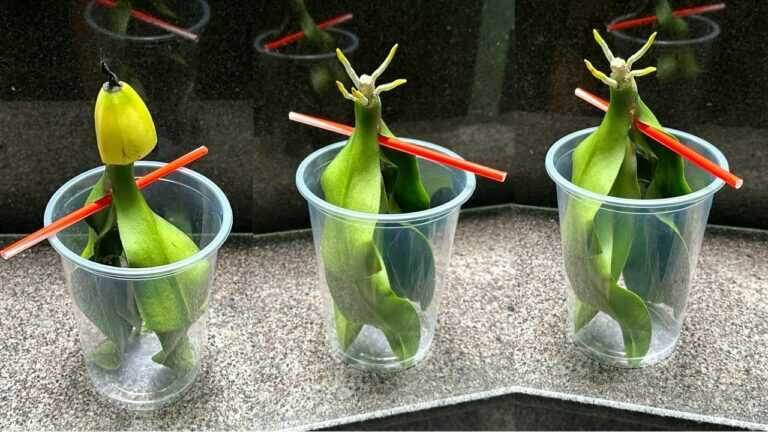 Just One Fruit! The Orchid Immediately Produces Roots and Blooms Year-Round